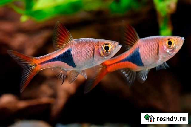 Клинопятнистая Расбора Пушкино - изображение 1