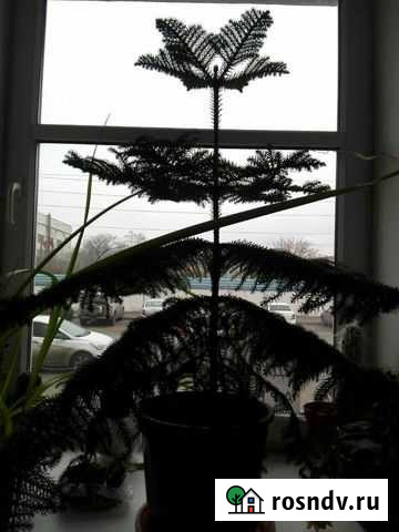 Араукария ель комнатная летом можно на улицу вынос Тамбов - изображение 1