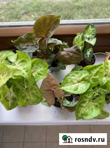 Сингониум Kiwi Delight, Мария, Pixi и др Ижевск - изображение 1