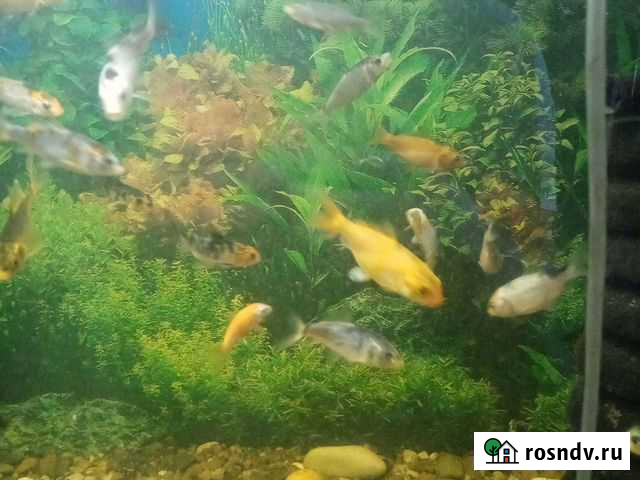 Рыба Волгоград - изображение 1