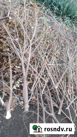 Ветки фруктовых деревьев бесплатно Ростов-на-Дону - изображение 1