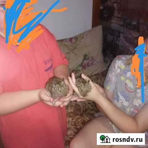 Белка дегу Куровское - изображение 1