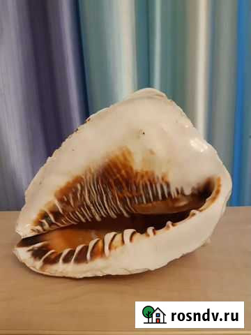 Ракушка большая 21 см. Кассис Феодосия - изображение 1