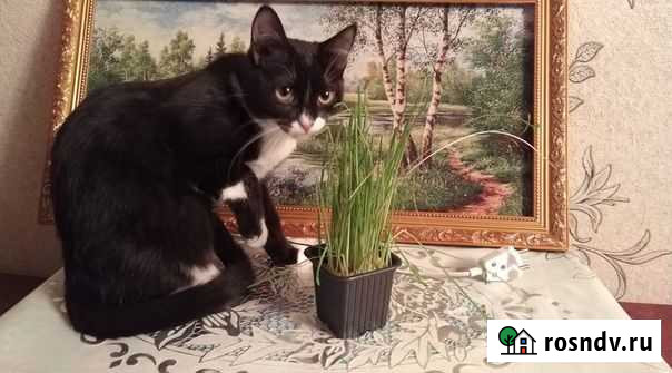 Кнопочка Липецк - изображение 1