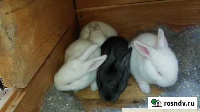 Кролик Байкальск - изображение 1