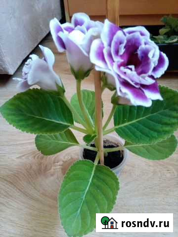 Глоксиния Мурино - изображение 1