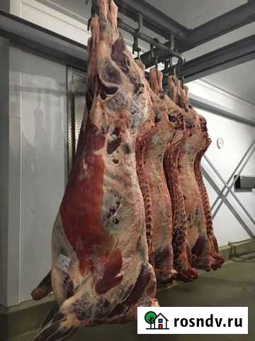 Продам мясо говядина Волосово - изображение 1