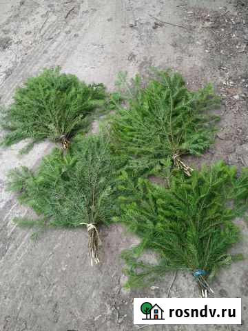 Пучки букеты пихтовые и сосновые оптом Краснодар - изображение 1
