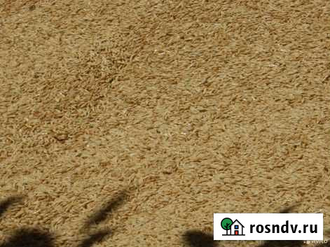 Зерно пшеница ячмень Тарасовский - изображение 1