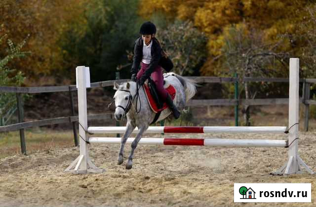 Кобыла пони класс для побед Москва - изображение 1