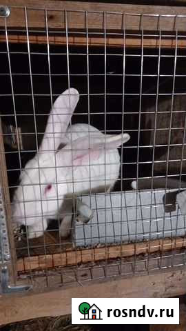 Крол (белый великан и калифорния) Дегтярск - изображение 1