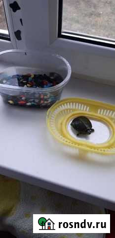 Черепашка Волгодонск - изображение 1