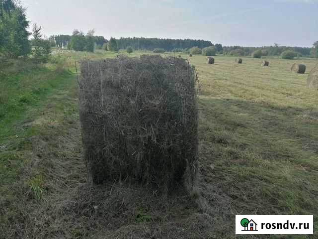 Сено в рулонах Озерск - изображение 1