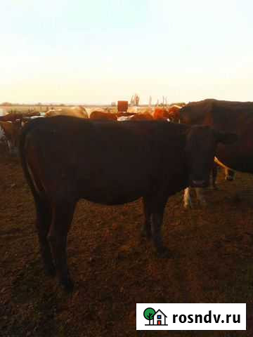 С/животные Саракташ - изображение 1