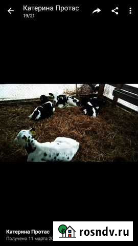 Бычки на продажу Тетюши - изображение 1