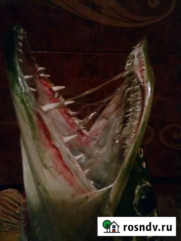 Чучело рыбы таксидермия животных Барнаул - изображение 1