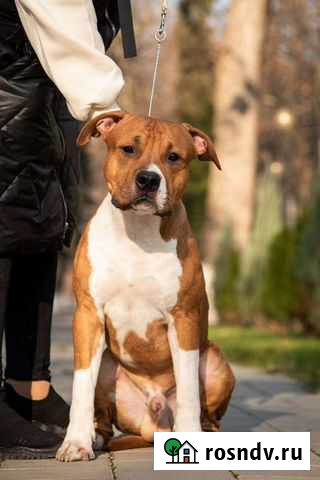 Американский стаффордширский терьер Краснодар - изображение 1