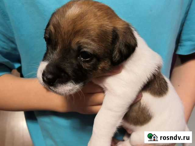 Щенок Джек Рассел терьер Химки - изображение 1