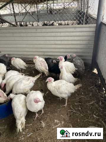 Индюки 5 месяцев средний вес 7 кг Малоярославец - изображение 1