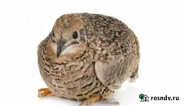 Китайский расписной перепел Санкт-Петербург - изображение 1