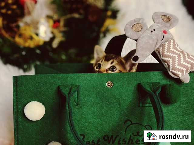 Абиссинский котенок Москва - изображение 1