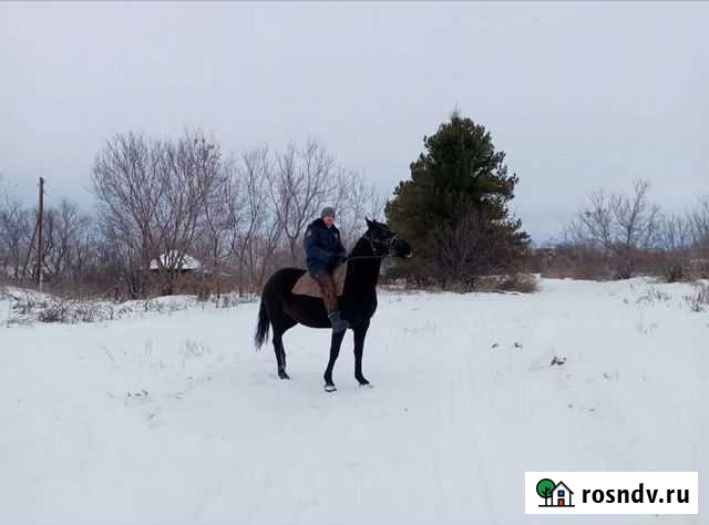 Лошадь Советское - изображение 1