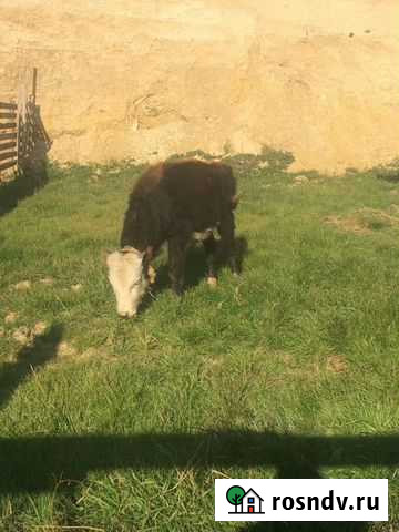 Бычок Сергокала - изображение 1