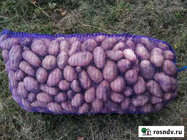 Картофель крупный Скарлет, Весна и Гала Белая Калитва - изображение 1