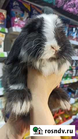 Карликовые крольчата Улан-Удэ - изображение 1