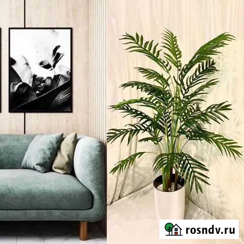 Финиковая пальма Изящная Премиум - растение искусс Киров - изображение 1