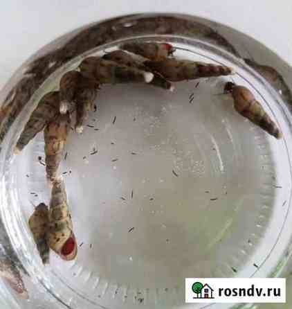 Улитки Мелании Сыктывкар