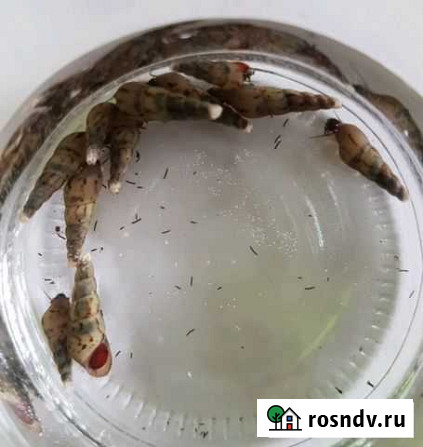 Улитки Мелании Сыктывкар - изображение 1