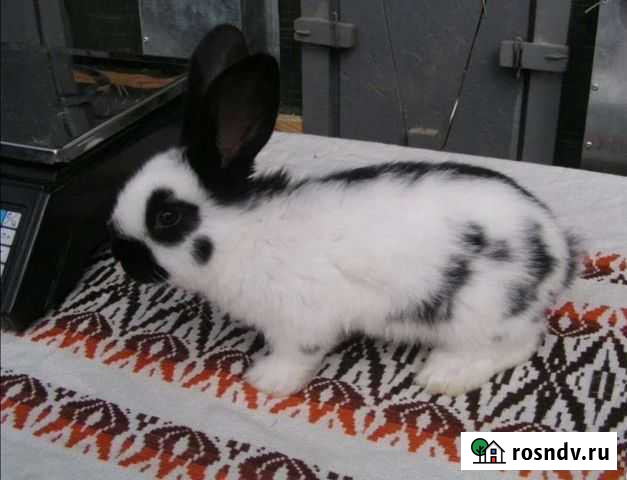 Кролик Белорецк - изображение 1