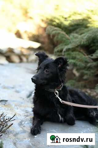 Собака. Кастрированный. Привитый. 9 мес Волжский - изображение 1