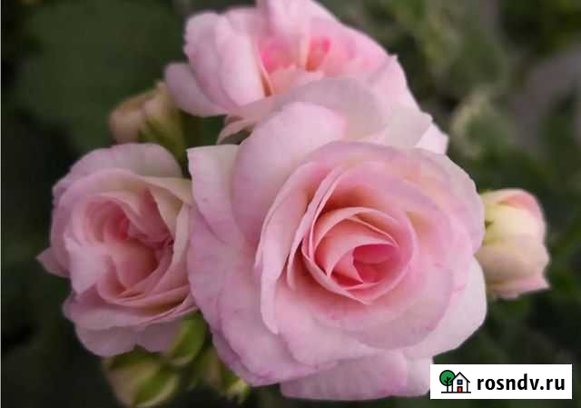 Пеларгония Юг Принцесса Грейс, оч madpearl rose Санкт-Петербург - изображение 1