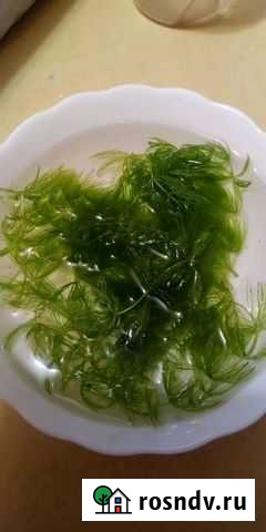 Растения аквариум Ачинск - изображение 1