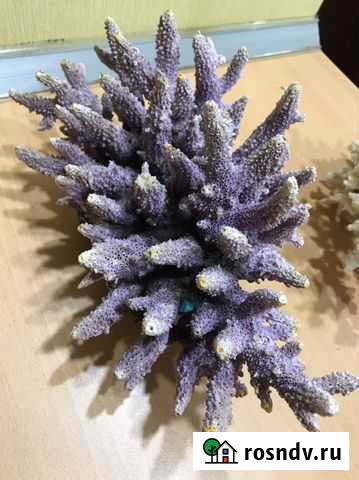 Украшения для аквариума, грунт Стерлитамак - изображение 1