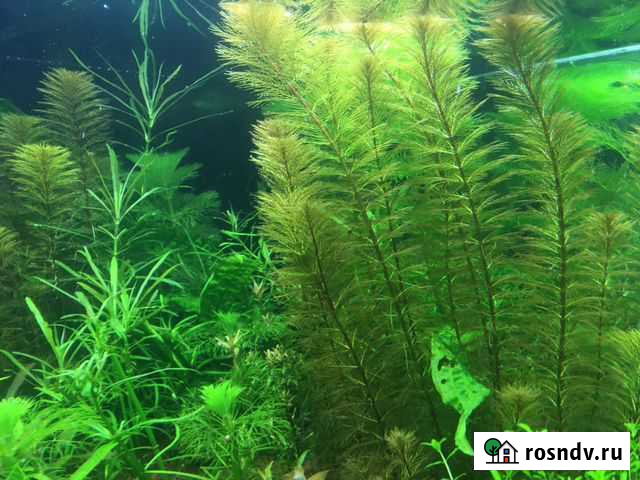 Аквариумные растения Раменское - изображение 1