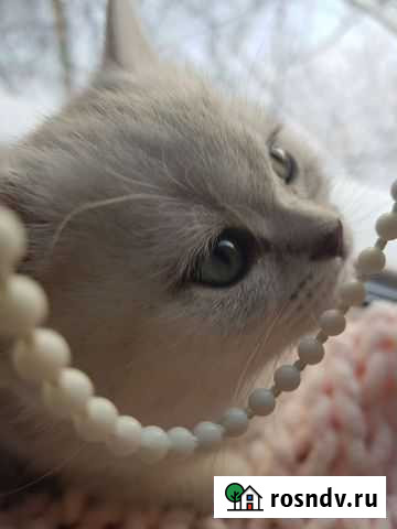 Британские котята серебристая шиншилла Санкт-Петербург - изображение 1