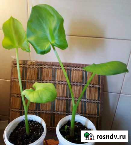 Каллы Тольятти - изображение 1