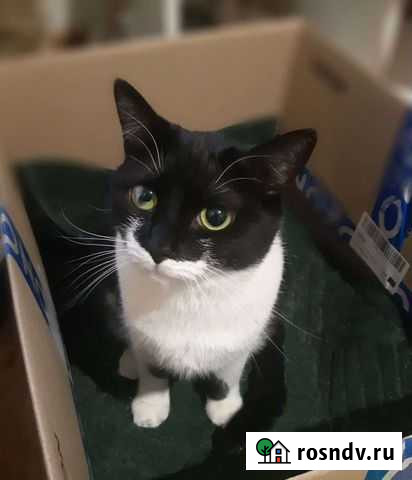 Моника,стерилизована, привита,11м Санкт-Петербург - изображение 1