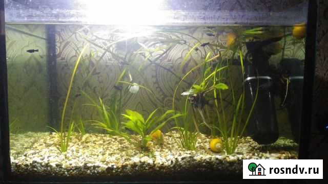 Аквариум для рыбок 50л Саратов - изображение 1