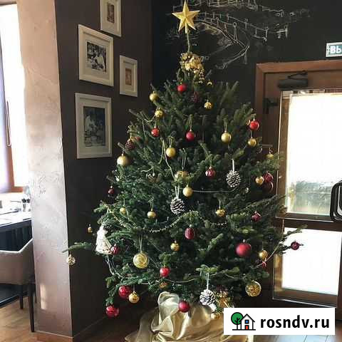 Пышная новогодняя ель с доставкой Москва - изображение 1