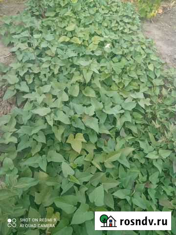 Батат клубни и рассада Рыльск - изображение 1