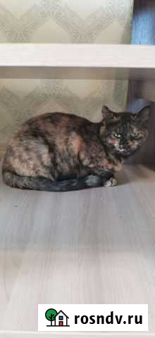 Кошечка Урюпинск - изображение 1