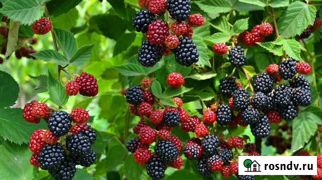 Кусты ежевики Староминская - изображение 1