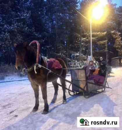С/х животные: теленок, лошадь, пони Челябинск