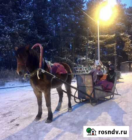 С/х животные: теленок, лошадь, пони Челябинск - изображение 1