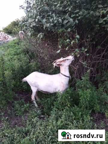 Козы дойные Лесниково - изображение 1