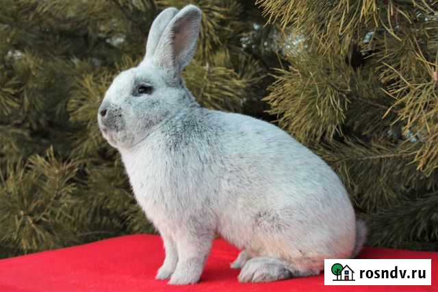 Большое Светлое Серебро и Полтавское серебро Бийск - изображение 1